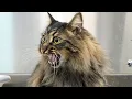 Download Lagu I Did NOT Expect a Barn Cat to Love Grooming THIS Much