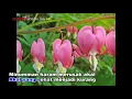 Download Lagu SUAMI DURHAKA Abdullah Segaf Assegaf LIRIK
