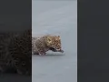 Download Lagu Leopard teaches cubs how to cross the road 😍