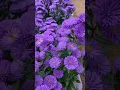 Lagu Beautiful Aster flowers.😍