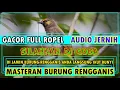 Download Lagu Masteran Burung Rengganis Gacor Full Ropel Durasi Panjang