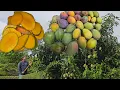 Download Lagu Ang Daming nakuha na mangga