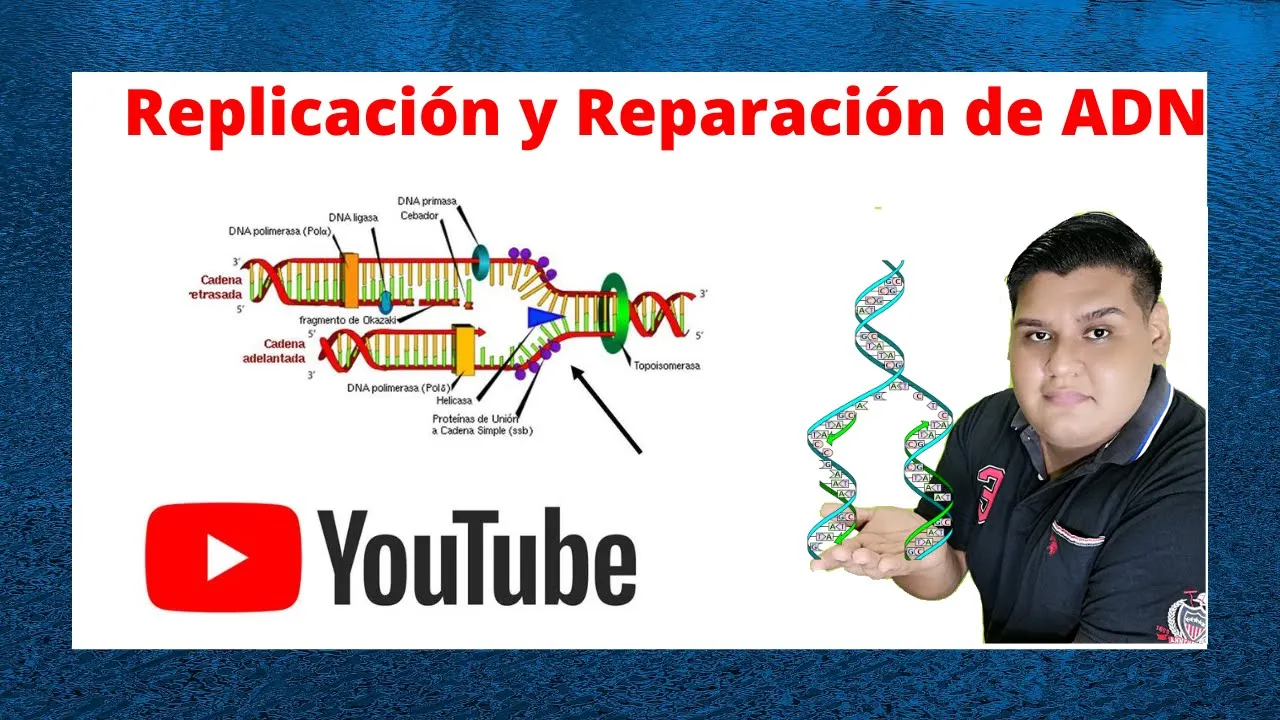 Replicación y Reparación del ADN Cap 13 Biologia de Karp