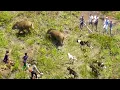 Download Lagu ' REKOR BARU!! BABI HUTAN TERBANYAK DALAM SEJARAH BURU BABI \