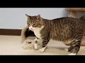 July 2018 - Pets of the Month Butler County Humane Society