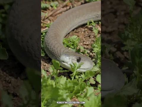 This Snake Always Confuses People When They See It For The First Time!