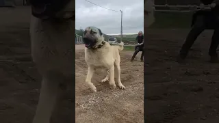 قدرت سگ کانگال ترکیه رو ببینید Shorts 