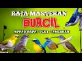 Download Lagu 🔥 RAJA MASTERAN BURCIL 🔥 Speed Rapet Full Tembakan Bikin Burung Cepat Gacor!