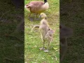 Download Lagu Teen Gosling Demonstrates Wing Flaps #usa #2025