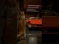 Download Lagu 🐾 Orange Tabby’s Curiosity Reveals a Shimmering Lamborghini 🚗 | #Luxury #Cat #Cinematic #garage