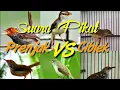 Download Lagu suara pikat prenjak vs ciblek