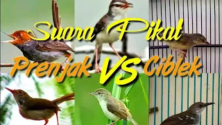 suara pikat prenjak vs ciblek