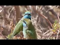 Nature Sounds - Birds Singing Without Music, 24 Hour Bird Sounds Relaxation, Soothing Nature Sounds