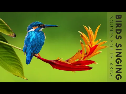 Download MP3 Nature Sounds - Birds Singing Without Music, 24 Hour Bird Sounds Relaxation, Soothing Nature Sounds