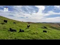 Proven Versatile Grazing Country - Mikimiki Road, Opaki, Masterton