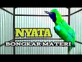 Download Lagu Pancingan Cucak Ijo Gacor Isian \u0026 Tembakan Rapat‼️ Ijo Yang Muda \u0026 Dewasa Langsung Emosi