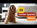 20 Cocker Spaniel Mixes The Cutest Crew You ll Ever See