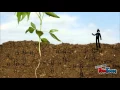 Nitrogen Fixation