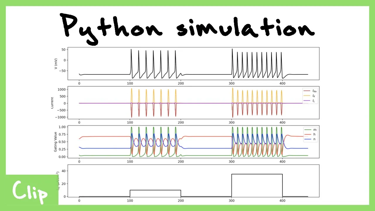 Python Simulation Of The Hodgkin-Huxley Model | Clip