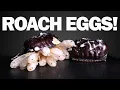 Timelapses of Cockroach Egg Cases Hatching