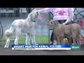 Maui shelter overwhelmed as 30 dogs arrive amid ongoing case