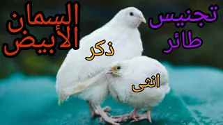 السمان الأبيض طريقة معرفة الذكر من الأنثى   دندنها