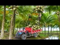 Download Lagu Use Off Road Truck To Harvest Lots Of Coconut Fruit On Tall Coconut Tree Go To Sell At The Market