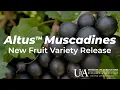 Altus Muscadine Cultivar AM-77 Arkansas Fruit Breeding Program