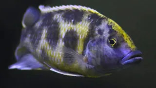 Download Nimbochromis Cichlids | Care Guide \u0026 Species Profile MP3