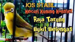 Download Masteran Kecil Kuning Lombok,,,Sped Pendek,,Super Kasap,,Pancing Emosi Lawan Ikut Jos MP3