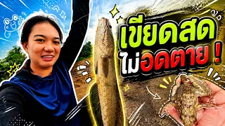 เก็บตกปลาช่อน ด้วยเขียดสด! | เด็กตกปลา