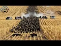 Download Lagu Como Caçadores E Fazendeiros Americanos Caçam Milhões De Espécies Invasoras?