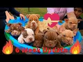 Bully Puppy Update 6 Weeks Old