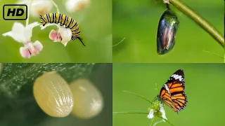 Download Life cycle of a butterfly 4k HD ||  From eggs to full grown butterflies  || Hugs of life || MP3