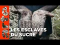 Download Lagu Le sucre, pour la douceur et pour le pire (1/2) | Documentaire | ARTE