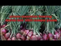 Download Lagu Proses menanam bawang merah  dari bibit sampai panen .