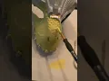 Paint a Dino mask with me