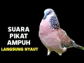 Download Lagu Suara Burung Tekukur Gacor Memanggil Temanya 