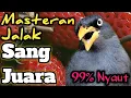 Download Lagu MASTERAN JALAK KEBO GACOR ‼️masteran burung sang juara dunia | wajib di coba,pasti langsung respon