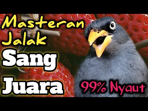 Download MP3 MASTERAN JALAK KEBO GACOR ‼️masteran burung sang juara dunia | wajib di coba,pasti langsung respon