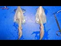 Squid Dissection