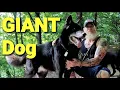 GIANT Size Blue Bay Shepherd - What s it Like to Own One