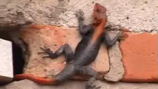 buutu by stephene malagala a nice lusoga song