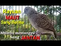 Download Lagu Perkutut BETINA birahi memanggil JANTAN || Female turtledove lust calls male