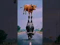 Download Lagu #bhains #gay #talentshow #shortsfeed Bhains Aur Gay Ka Kamaal Talent! 🐃🐄😱