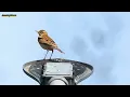 Download Lagu Paddyfield pipit Call - Sound - Song - Voice - Vocals - Chirping - Singing - Noise