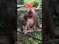 Download Lagu Mother's love #Protection of wild animals is everyone's responsibility, AWW MONKEY OF FUN