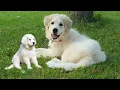 How Pyrenees gave birth to lovely children