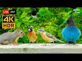 Lagu 🔴 24/7 LIVE: Cat TV for Cats to Watch 😺 Cutest Chipmunks Birds and Squirrels 🐿️ Cat Games 4K