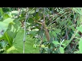 Pets, Flowering Tobacco, Spider, Preying Mantis in NE 2025